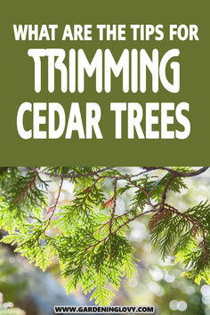 the top tips for trimming cedar trees with text overlay that reads, what are the tips for trimming cedar trees?