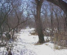 a snow covered path in the woods with trees