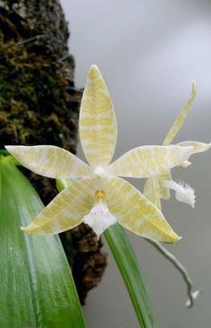 a white and yellow flower with green leaves in front of a mossy tree trunk