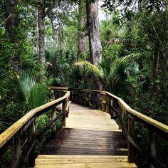 a wooden walkway in the middle of some trees