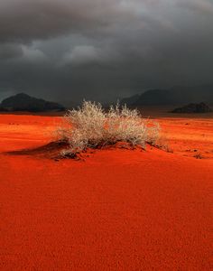 a lone tree in the middle of an orange desert