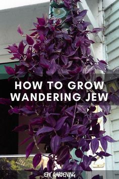 a purple plant with the words how to grow wandering jew on it's side