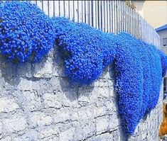 blue flowers growing on the side of a stone wall in front of a building with a fence