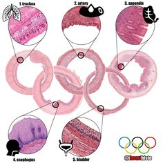 the olympic rings are labeled in pink and purple, as well as an image of two men's faces