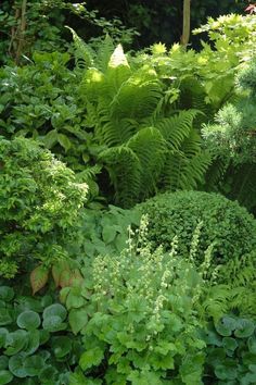 some green plants and trees in the woods