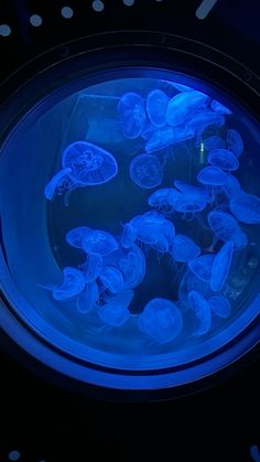 blue jellyfish in an aquarium tank with polka dots