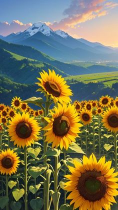 the sunflowers are blooming in the field with mountains in the back ground