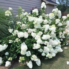 white flowers are growing in front of a house