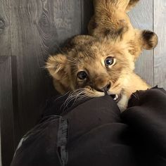 a stuffed lion cub sitting on top of someone's leg in front of a wooden wall