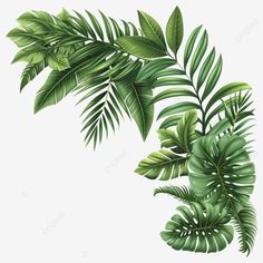 green leaves on a white background, plant, leaf, illustration png and psd