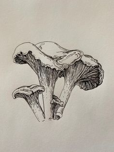 an ink drawing of three mushrooms on a piece of paper