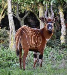 an antelope standing in the grass near some trees