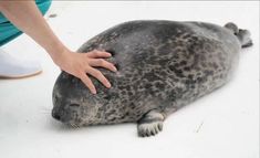 a gray seal is being petted by someone