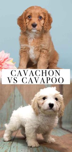 two puppies sitting next to each other in front of a sign that says cavachon vs cavapooo