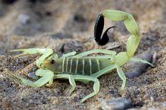 a scorpion on the sand with a bug in it's mouth