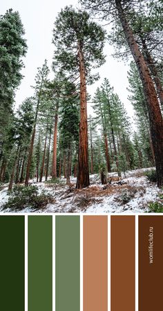 the color palette is green, brown and white with lots of trees in the background