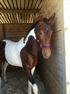 a brown and white horse standing next to a wooden wall in a stable with purple bridle