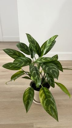 a potted plant sitting on top of a hard wood floor