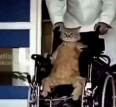 an orange cat sitting in a wheel chair next to a person wearing a white shirt