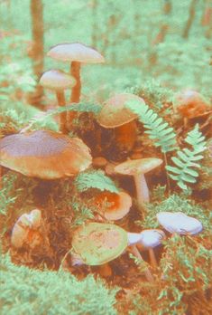 a group of mushrooms sitting on top of a lush green forest