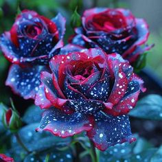 red and blue roses with water droplets on them