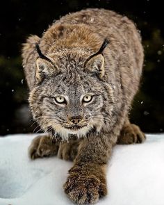 a bobcat walking on top of snow in the wintertime, looking at the camera