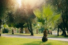 a palm tree sitting in the middle of a lush green park filled with lots of trees