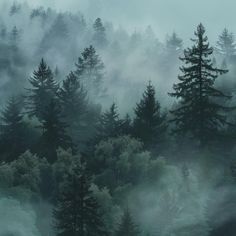 foggy forest with trees in the foreground and evergreens on the far side