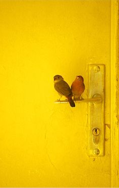 two small birds perched on the handle of a yellow door, one red and one brown