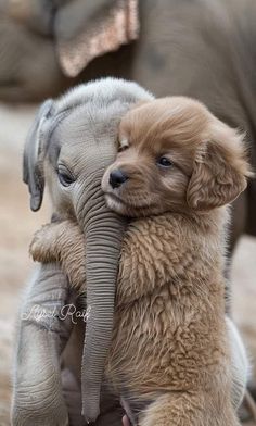 two baby elephants are playing with each other