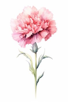 a watercolor painting of a pink carnation flower