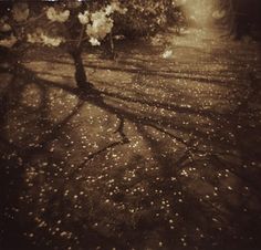 an old photo of a tree and its shadow on the ground