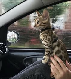 a cat sitting on the driver's seat of a car while it is raining