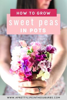 a woman holding flowers in her hands with the words how to grow sweet peas in pots