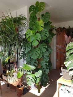 a room filled with lots of green plants and potted plants on top of each other