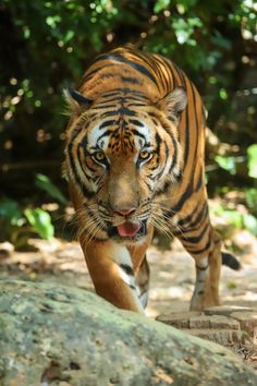 a large tiger walking across a forest covered in leaves and rocks with it's mouth open