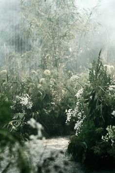 an image of a forest with white flowers