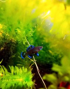 a blue and black fish sitting on top of green plants