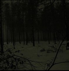 the woods are covered in snow and there is no image to describe on this page