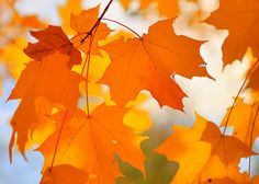 some very pretty yellow leaves in the air