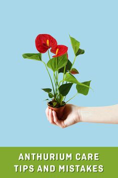 a hand holding a potted plant with red flowers in it and the words, anthrum care tips and mistakes