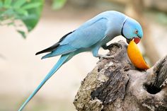 a blue bird with an orange in it's mouth on a tree branch next to another bird