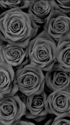 black and white photograph of many roses