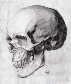 a pencil drawing of a human skull