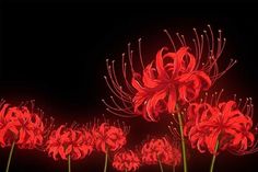 red flowers are lit up in the dark with their stems still attached to each other