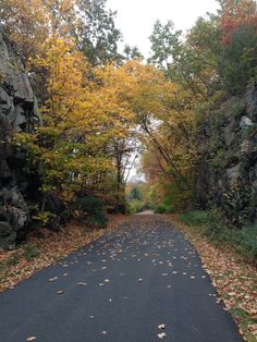 an empty road surrounded by trees with leaves on the ground and rocks in the background