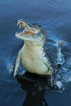 an alligator is in the water with its mouth open