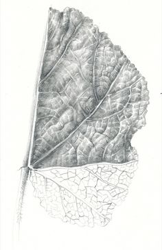 a drawing of a leaf that has been cut in half