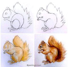 three pictures of different types of squirrels