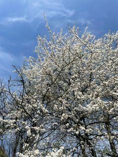 a tree with lots of white flowers in front of a blue sky